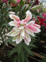 [1855 Fabiola No01.JPG]